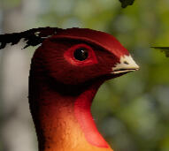 Eldritch - Hypsilophodon